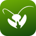 Mantis