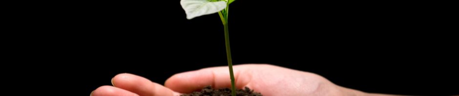 paid subscribers growth